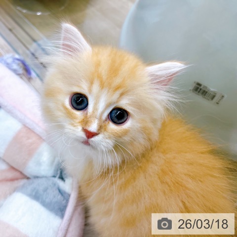 大阪府のラガマフィン (ペットプラス イオン大日店/2026年1月12日生まれ/女の子/レッドタビーホワイト)の子猫の4枚目の画像