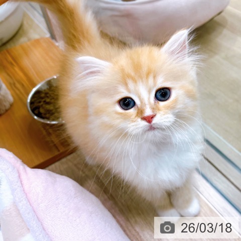 大阪府のラガマフィン (ペットプラス イオン大日店/2026年1月12日生まれ/女の子/レッドタビーホワイト)の子猫の3枚目の画像