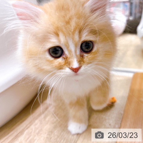 大阪府のラガマフィン (ペットプラス イオン大日店/2026年1月12日生まれ/女の子/レッドタビーホワイト)の子猫の4枚目の画像