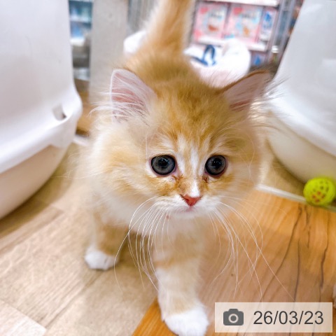 大阪府のラガマフィン (ペットプラス イオン大日店/2026年1月12日生まれ/女の子/レッドタビーホワイト)の子猫の3枚目の画像