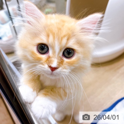 大阪府のラガマフィン (ペットプラス イオン大日店/2026年1月12日生まれ/女の子/レッドタビーホワイト)の子猫の3枚目の画像