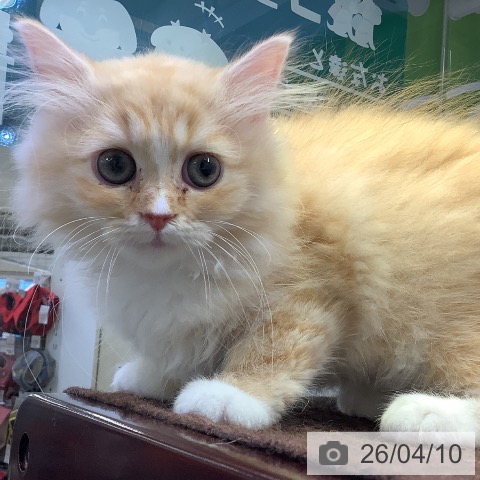 兵庫県のラガマフィン (ペットプラス 明石店/2026年1月12日生まれ/女の子/レッドタビーホワイト)の子猫の3枚目の画像