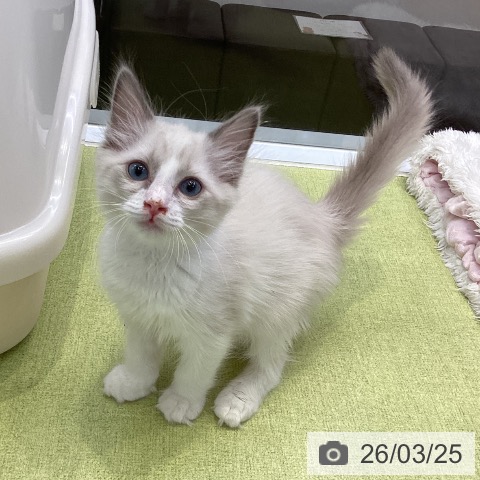大阪府のラグドール (ペットプラス ららぽーと和泉店/2026年1月9日生まれ/男の子/ブルーポイントバイカラー)の子猫の4枚目の画像