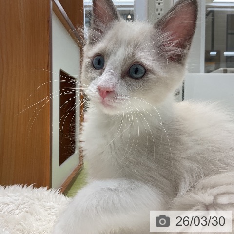 ラグドールの写真