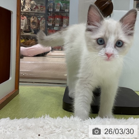 大阪府のラグドール (ペットプラス ららぽーと和泉店/2026年1月9日生まれ/男の子/ブルーポイントバイカラー)の子猫の4枚目の画像