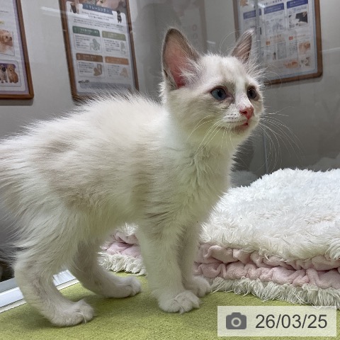 大阪府のラグドール (ペットプラス ららぽーと和泉店/2026年1月9日生まれ/男の子/ブルーポイントバイカラー)の子猫の3枚目の画像
