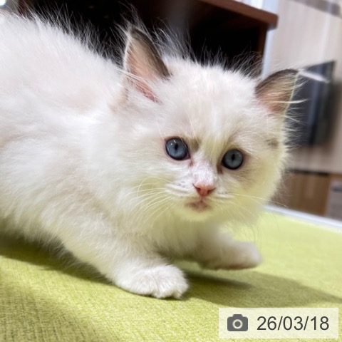 ラグドールの写真