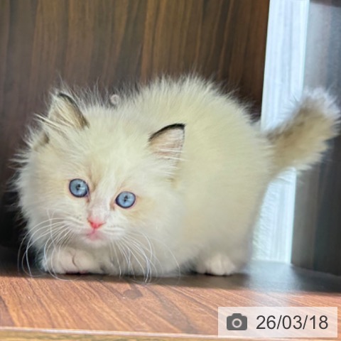 ラグドールの写真