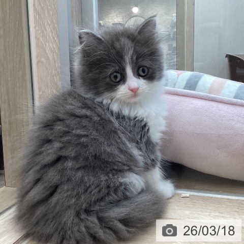 サイベリアンの写真