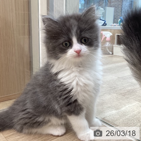 サイベリアンの写真