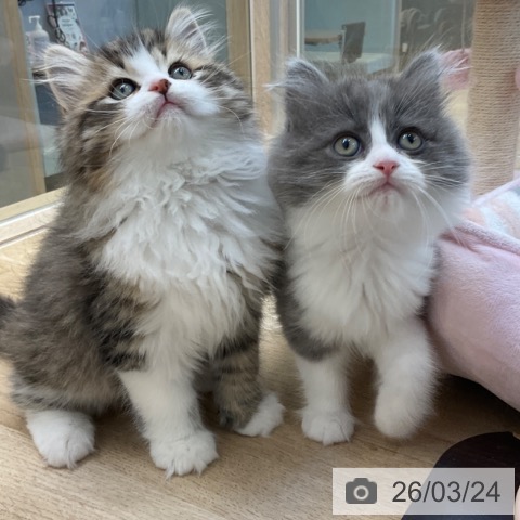 福岡県のサイベリアン (ペットプラス ららぽーと福岡店/2026年1月15日生まれ/男の子/ブルーホワイト)の子猫の4枚目の画像