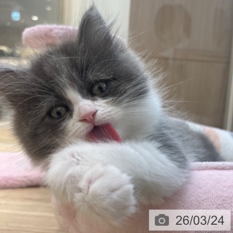 福岡県のサイベリアン (ペットプラス ららぽーと福岡店/2026年1月15日生まれ/男の子/ブルーホワイト)の子猫の3枚目の画像