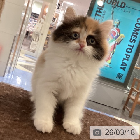 サイベリアンの写真