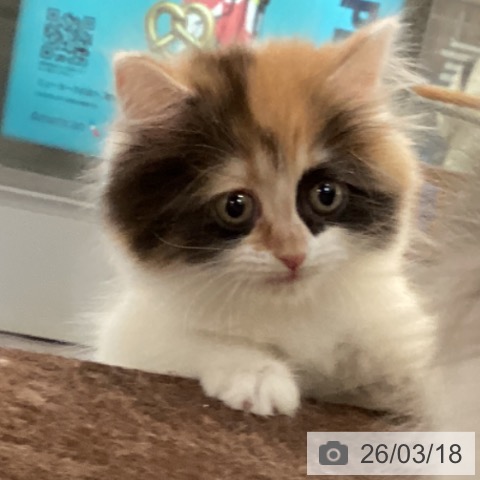 サイベリアンの写真