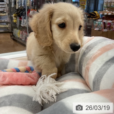 ミニチュア・ダックスフンドの写真