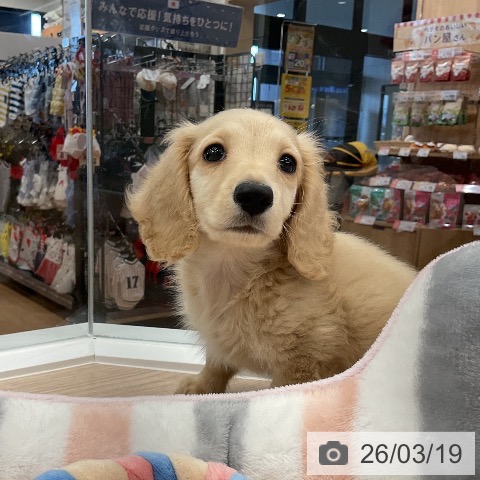 ミニチュア・ダックスフンドの写真