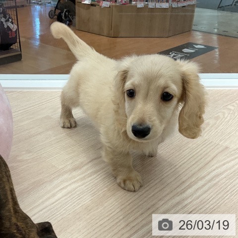 ミニチュア・ダックスフンドの写真