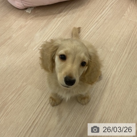 福井県のミニチュアダックスフンド(ロング) (ペットプラス 福井店/2026年1月12日生まれ/男の子/イエロー)の子犬の3枚目の画像