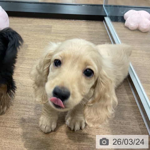 愛知県のミニチュアダックスフンド(ロング) (ペッツワン 東海店/2026年1月12日生まれ/女の子/イエロー)の子犬の4枚目の画像