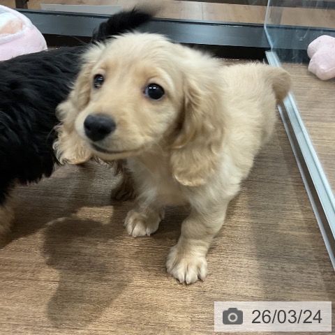 愛知県のミニチュアダックスフンド(ロング) (ペッツワン 東海店/2026年1月12日生まれ/女の子/イエロー)の子犬の3枚目の画像