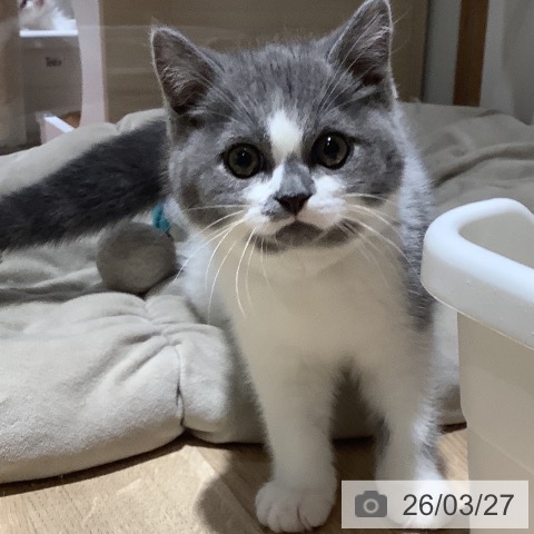 大阪府のスコティッシュフォールド (ペットプラス 鶴見店/2026年1月7日生まれ/男の子/ブルーホワイト)の子猫の4枚目の画像