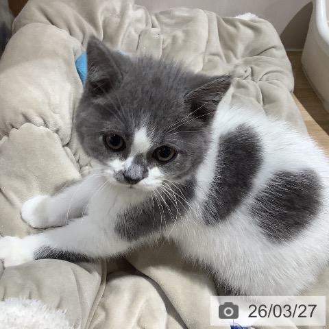 大阪府のスコティッシュフォールド (ペットプラス 鶴見店/2026年1月7日生まれ/男の子/ブルーホワイト)の子猫の3枚目の画像