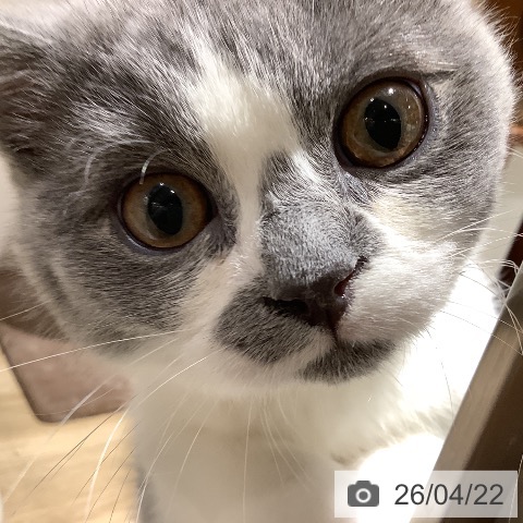 大阪府のスコティッシュフォールド (ペットプラス 鶴見店/2026年1月7日生まれ/男の子/ブルーホワイト)の子猫の4枚目の画像