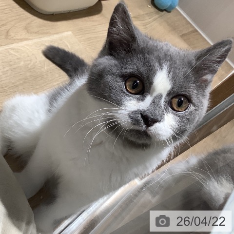 大阪府のスコティッシュフォールド (ペットプラス 鶴見店/2026年1月7日生まれ/男の子/ブルーホワイト)の子猫の3枚目の画像