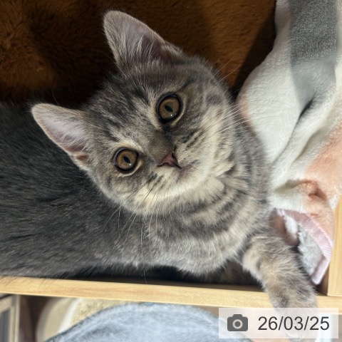 スコティッシュフォールドの写真