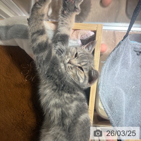 スコティッシュフォールドの写真