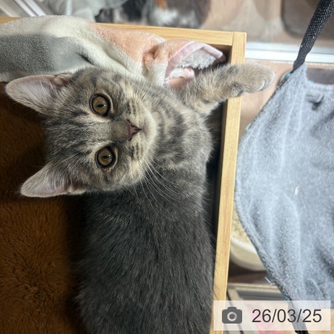 兵庫県のスコティッシュフォールド (ペットプラス 神戸三宮店/2026年1月7日生まれ/男の子/ブルータビー)の子猫の4枚目の画像