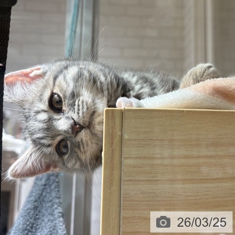 兵庫県のスコティッシュフォールド (ペットプラス 神戸三宮店/2026年1月7日生まれ/男の子/ブルータビー)の子猫の3枚目の画像