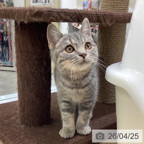 兵庫県のスコティッシュフォールド (ペットプラス 明石店/2026年1月7日生まれ/男の子/ブルータビー)の子猫の4枚目の画像