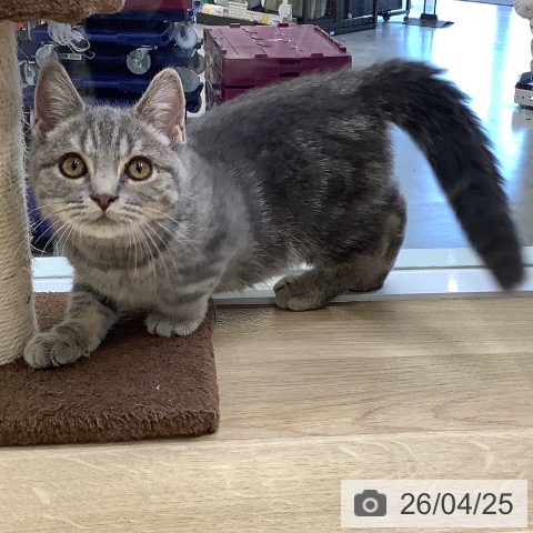 兵庫県のスコティッシュフォールド (ペットプラス 明石店/2026年1月7日生まれ/男の子/ブルータビー)の子猫の3枚目の画像