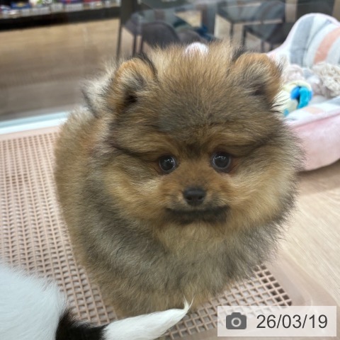 ポメラニアンの写真