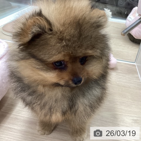 ポメラニアンの写真