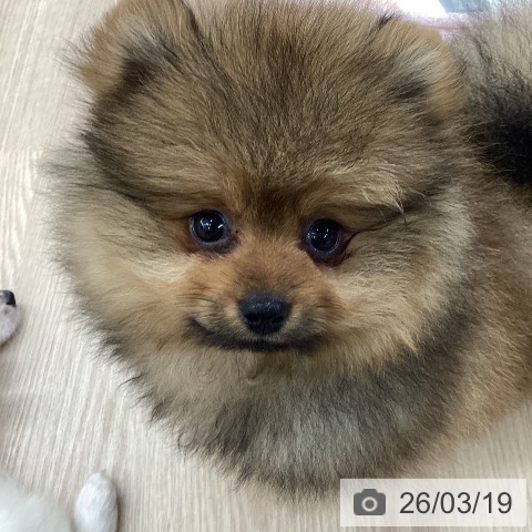 ポメラニアンの写真