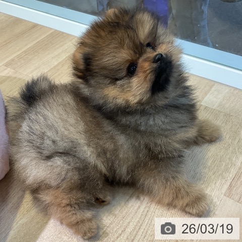 ポメラニアンの写真