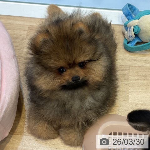 愛知県のポメラニアン (ペットプラス 岡崎店/2026年1月16日生まれ/男の子/オレンジ)の子犬の3枚目の画像