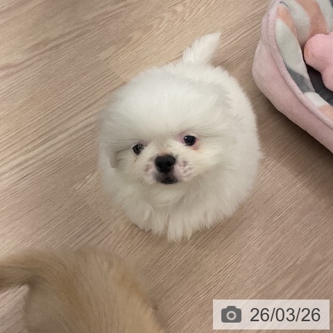 福井県のペキニーズ (ペットプラス 福井店/2026年1月13日生まれ/女の子/ホワイト)の子犬の4枚目の画像