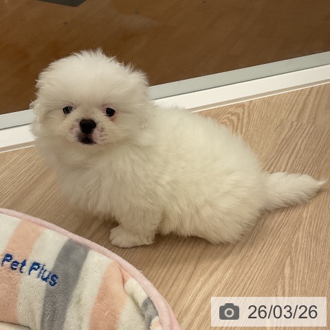 ペキニーズの写真
