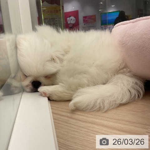 福井県のペキニーズ (ペットプラス 福井店/2026年1月13日生まれ/女の子/ホワイト)の子犬の3枚目の画像