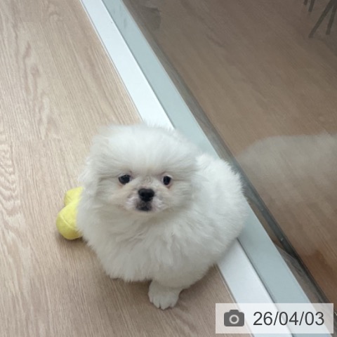 福井県のペキニーズ (ペットプラス 福井店/2026年1月13日生まれ/女の子/ホワイト)の子犬の4枚目の画像