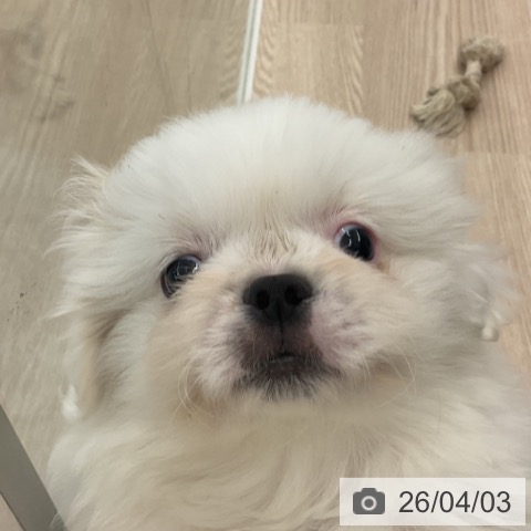 福井県のペキニーズ (ペットプラス 福井店/2026年1月13日生まれ/女の子/ホワイト)の子犬の3枚目の画像