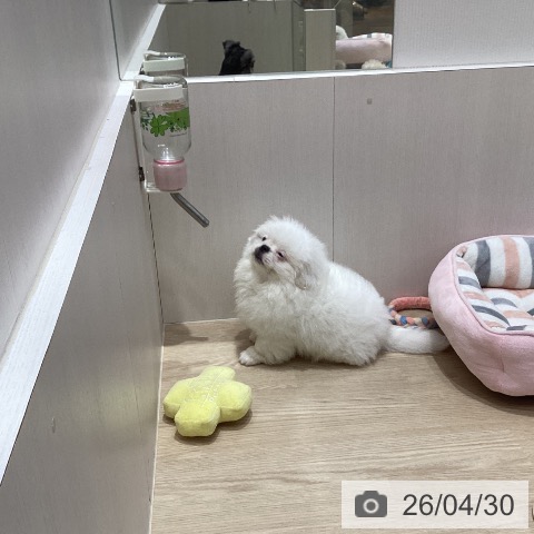 愛知県のペキニーズ (ペットプラス 千種店/2026年1月13日生まれ/女の子/ホワイト)の子犬の3枚目の画像