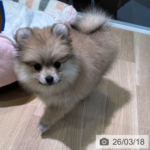 愛知県のポメラニアン (ペットプラス 岡崎店/2026年1月16日生まれ/女の子/クリームセーブル)の子犬の3枚目の画像