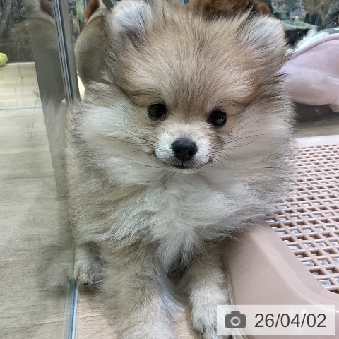 愛知県のポメラニアン (ペットプラス 岡崎店/2026年1月16日生まれ/女の子/クリームセーブル)の子犬の3枚目の画像