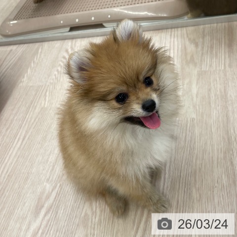 愛知県のポメラニアン (ペットプラス 豊田店/2026年1月16日生まれ/女の子/オレンジセーブル)の子犬の4枚目の画像