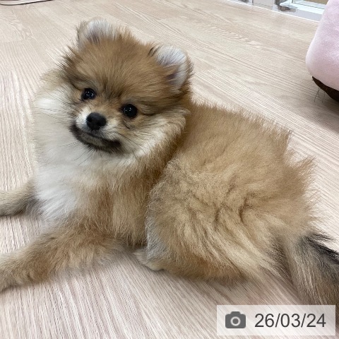 愛知県のポメラニアン (ペットプラス 豊田店/2026年1月16日生まれ/女の子/オレンジセーブル)の子犬の3枚目の画像