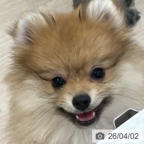 愛知県のポメラニアン (ペットプラス 豊田店/2026年1月16日生まれ/女の子/オレンジセーブル)の子犬の3枚目の画像